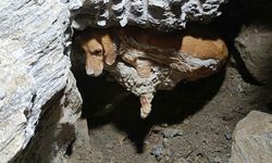 Aydın'da köpek kurtarma operasyonu!
