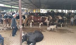 Aydın'da hayvan pazarlarında yeni dönem