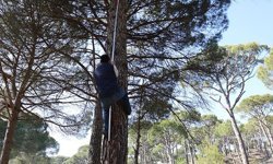 Aydın’da ‘künar komandoları’ hasatta