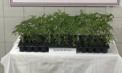 Aydın'da bahçede 174 kök kenevir ele geçirildi