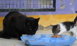 Kuşadası’nda can dostlarına dev destek