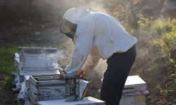 Aydın’da arıcılar sezondan umutlu