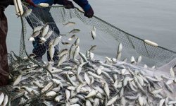 Aydın'da balıkçılık desteği başvuruları için son çağrı