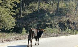 Salma besicilik yeniden değer kazandı