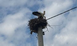 Baharın müjdecisi leylekler yuvalarına döndü