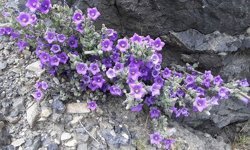 Dünyada sadece Aydın’da yetişiyor: Küçük Çan tehlikede