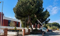 Efeler Belediyesi’nden çam ağaçlarına bakım