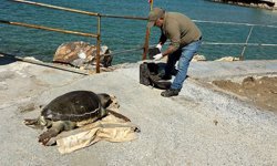 Kuşadası Körfezi'nde ‘deniz kaplumbağası' alarmı