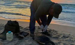 Kuşadası'nda iki deniz kaplumbağası ölü bulundu