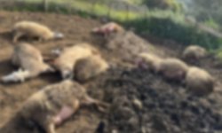 Aydın’da kurt sürüye saldırdı!