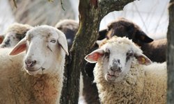 Vekaletle kurban kesim bedelleri belirlendi