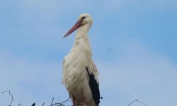 Kuşadası’nda leylekler geri döndü