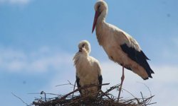 Kuşadası'nda 40 yıl sonra leylek sevinci