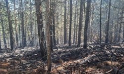 Nazilli’deki orman yangını kontrol altında