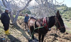 Aydın’da  tarım yaşlılara kaldı