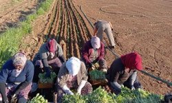Karacasu'da çiftçilerin tütün mesaisi başladı