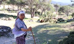 Beşparmak'ın en genç çobanı 60 yaşında