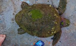 Yaralı Caretta Caretta’ya yardım eli uzandı