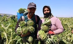 Aydın enginarında hasat sürüyor