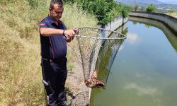 Sulama kanalına düşen  kartal kurtarıldı