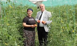 İncirliova’da yerli domates heyecanı başladı