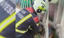 Aydın itfaiyesinden kirpi operasyonu