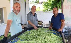 Koçarlı'da bamya üreticileri destek bekliyor