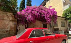 Aydın'ın cadde ve sokakları çiçek açtı