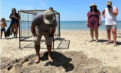 Aydın’da yılın ilk Caretta Caretta yuvası tespit edildi