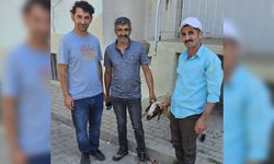 Başıboş gezen kuzu ekipleri harekete geçirdi