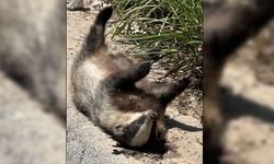 Aydın'da şaşırtan görüntü