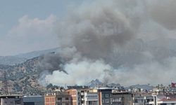 Aydın’da alevler zeytinliği sardı