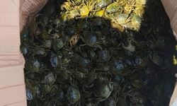 8 bin yengeç son anda kurtarıldı!