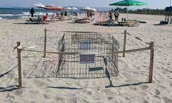Caretta carettalardan umutlandıran yuva