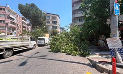 Devrilen ağaç iki araca zarar verdi