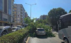 Ağaç otomobilin üzerine devrildi