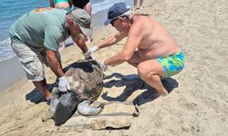 3 caretta caretta ölü bulundu
