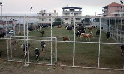 Çine’de hayvanlar halı sahada korumaya alındı