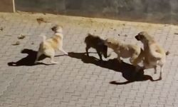 Köpeklerin saldırdığı yaban domuzunu sürüsü kurtardı