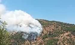 Aydın’da orman yangını