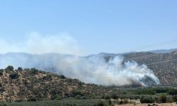 Çine'de zeytinlik alanda yangın