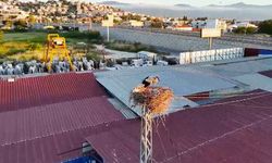 Leylek yavrularının göç yolculuğu talihsizlikle kesildi