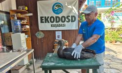 Nadir görülen karaleylek Söke'de yaralı halde bulundu