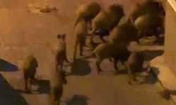 Kuşadası’nda yaban domuzları şehre alıştı