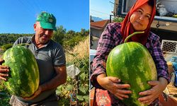 Aydın'da 550 rakımda karpuz ve balkabağı yetiştiriyorlar