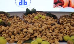 Aydın’da sezonun ilk kuru inciri satıldı