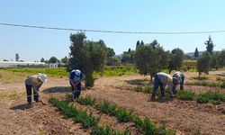 Didim Belediyesinden topraktan kente uzanan üretim
