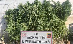 Aydın'da yüzlerce kök kenevir ele geçirildi