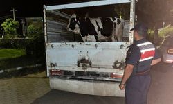 Çine’de 365 bin TL’lik hayvan satışı sonrası şok