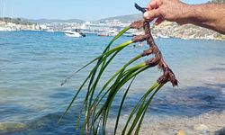 Kuşadası’nda deniz çayırları için kritik uyarı